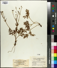 Cyrtorhyncha ranunculina image