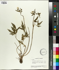 Ranunculus septentrionalis image