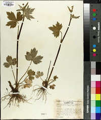 Ranunculus uncinatus image