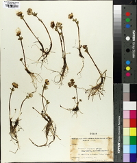 Ranunculus sulphureus image