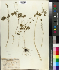 Thalictrum clavatum image