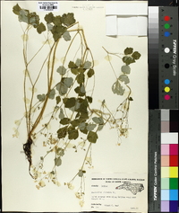 Thalictrum clavatum image