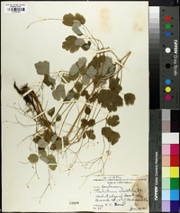 Thalictrum clavatum image