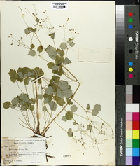 Thalictrum clavatum image