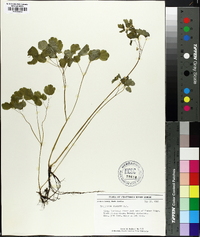 Thalictrum clavatum image