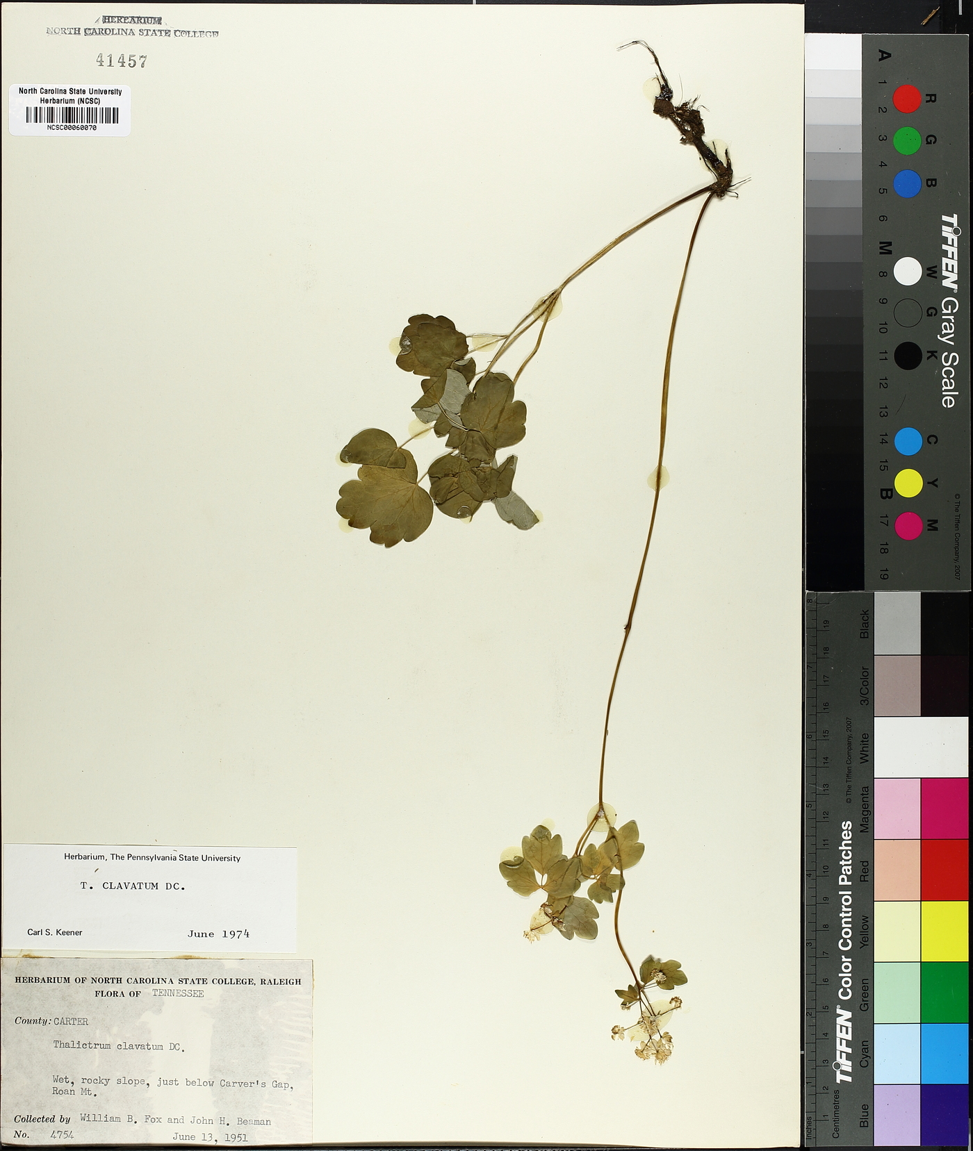 Thalictrum clavatum image