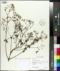 Thalictrum amphibolum image