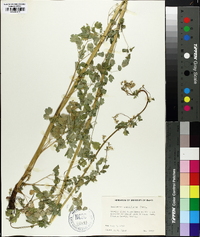 Thalictrum sparsiflorum image