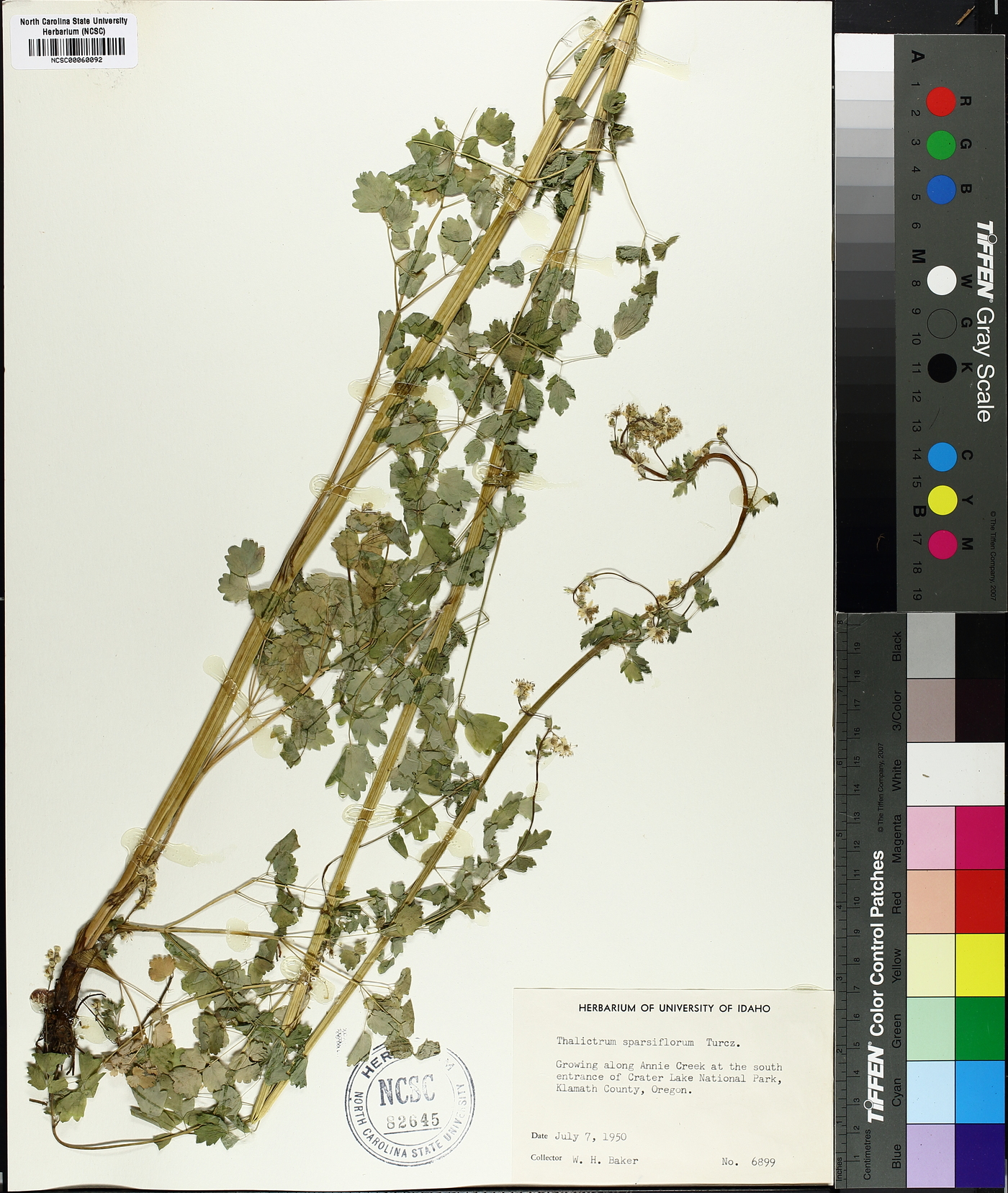 Thalictrum sparsiflorum image