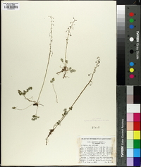 Thalictrum alpinum image