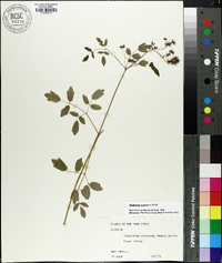 Thalictrum pubescens image