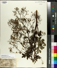 Thalictrum pubescens image
