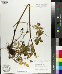 Thalictrum pubescens image