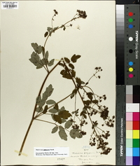 Thalictrum pubescens image