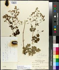 Thalictrum amphibolum image