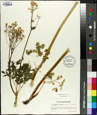 Thalictrum aquilegiifolium image