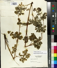 Thalictrum pubescens image