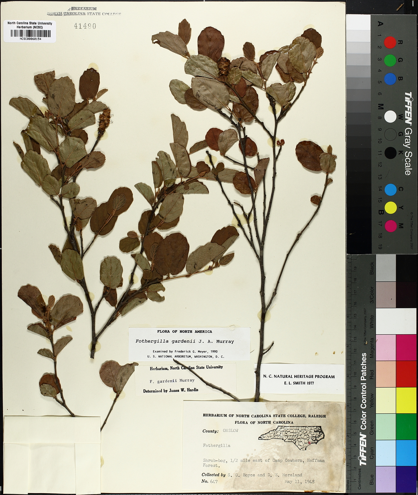 Fothergilla gardenii image