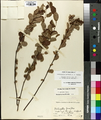 Fothergilla gardenii image