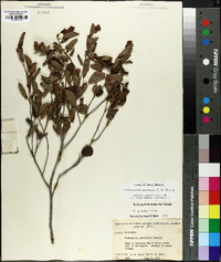 Fothergilla gardenii image