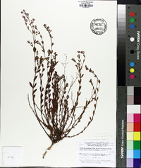 Paronychia baldwinii subsp. riparia image