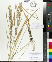 Panicum amarum image