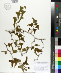 Smilax bona-nox image