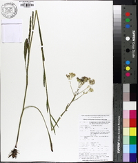 Arnoglossum ovatum image