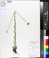 Balduina uniflora image