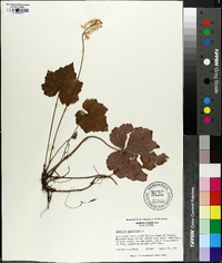 Tiarella cordifolia image