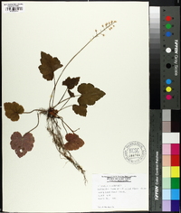 Tiarella cordifolia image