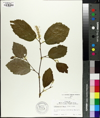 Fothergilla major image