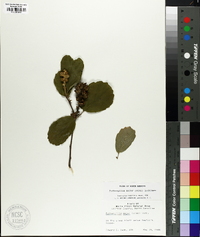 Fothergilla major image