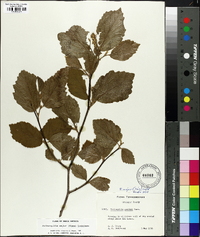 Fothergilla major image