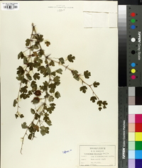Grossularia echinella image
