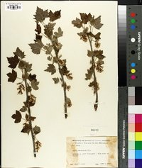 Ribes americanum image