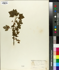 Ribes americanum image