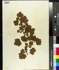 Grossularia cynosbati image