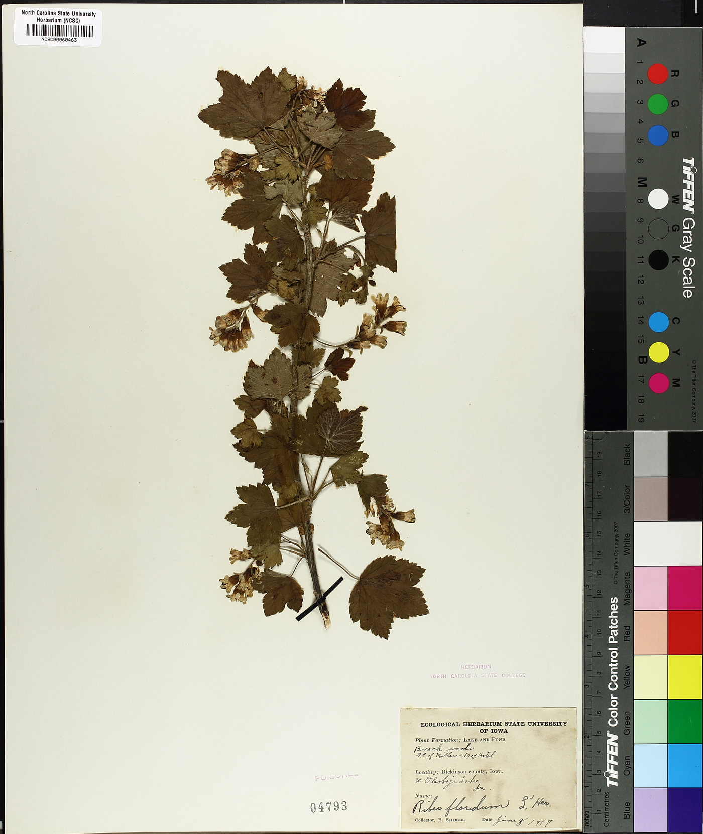 Ribes floridum image