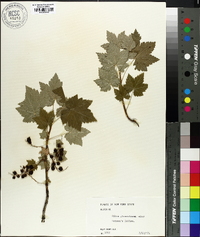 Ribes glandulosum image