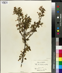 Ribes gracillimum image