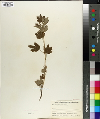 Ribes hirtellum image