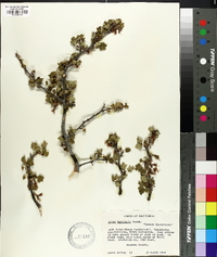 Ribes menziesii image