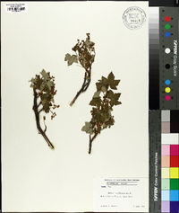 Ribes laxiflorum image