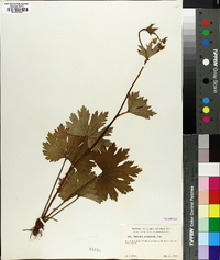 Boykinia aconitifolia image