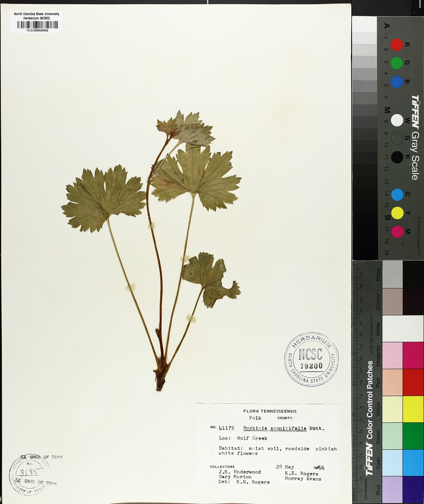 Boykinia aconitifolia image