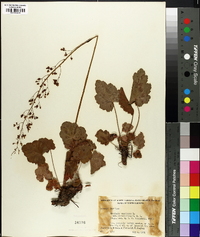 Heuchera americana image