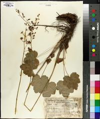 Heuchera americana image