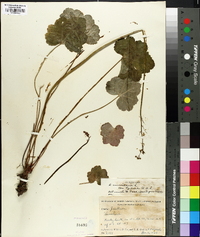 Heuchera americana image