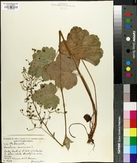 Heuchera americana image